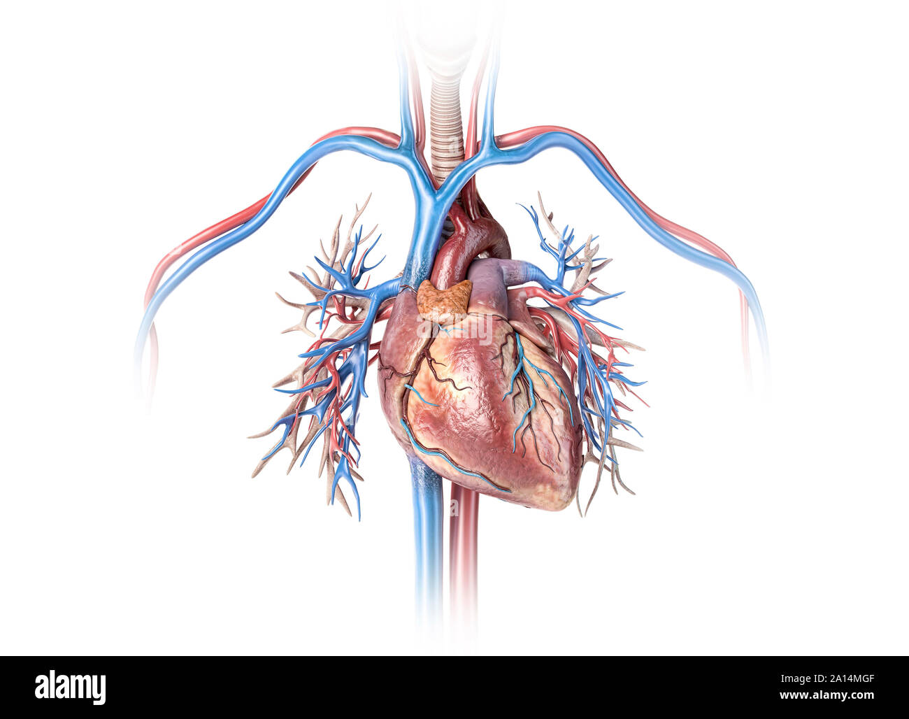 Das menschliche Herz mit Gefäßen und Bronchien. Stockfoto