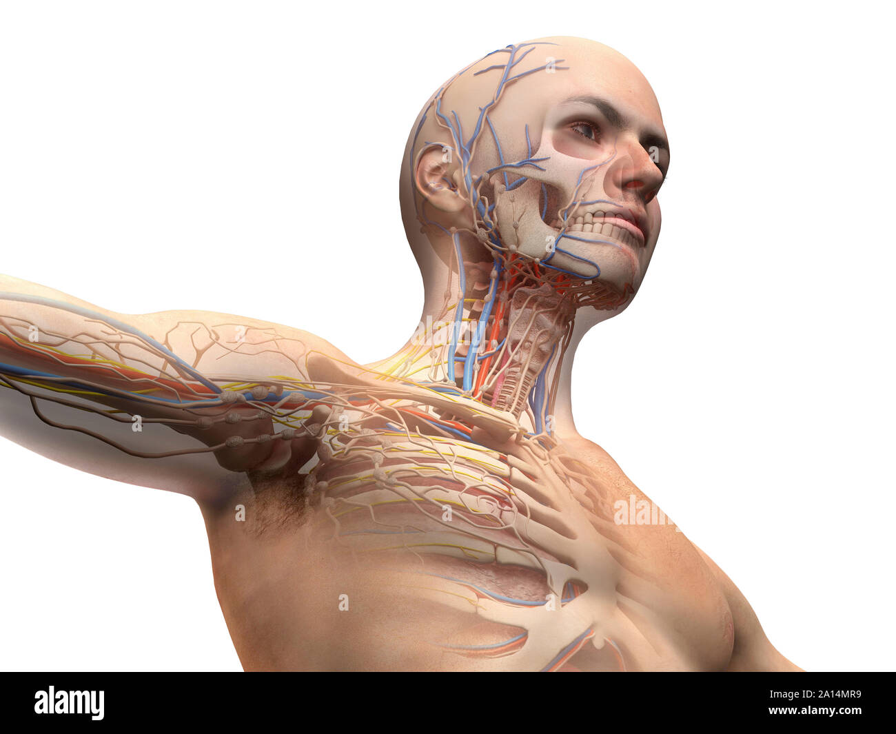Männliche Anatomie mit Ghost Wirkung der Skelettmuskulatur-, Herz-Kreislauf-, Nerven- und lymphatische System. Stockfoto