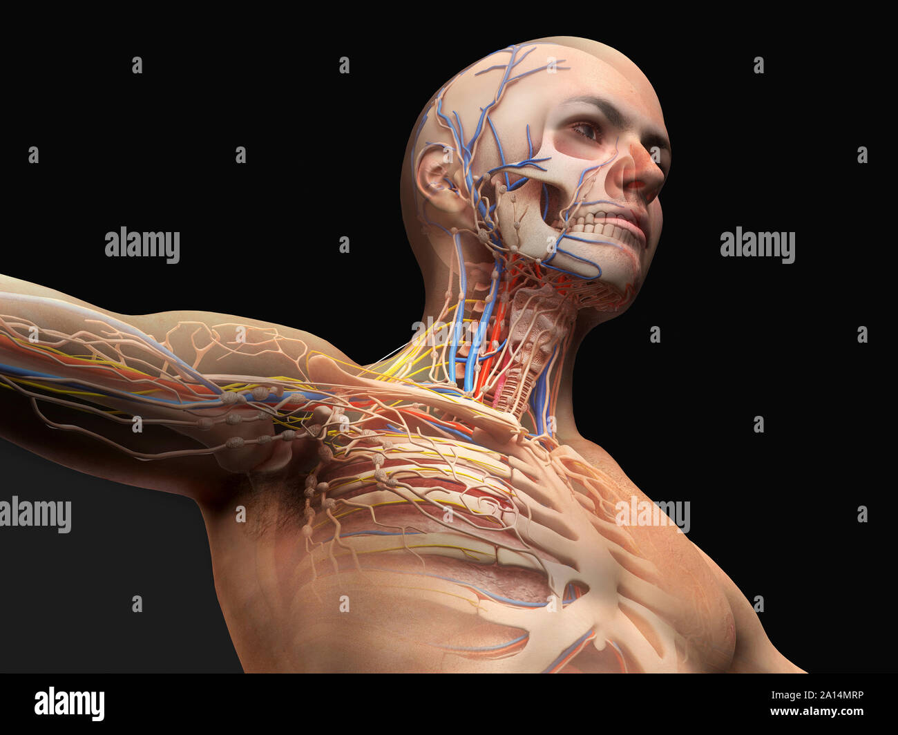 Männliche Anatomie mit Ghost Wirkung der Skelettmuskulatur-, Herz-Kreislauf-, Nerven- und lymphatische System. Stockfoto