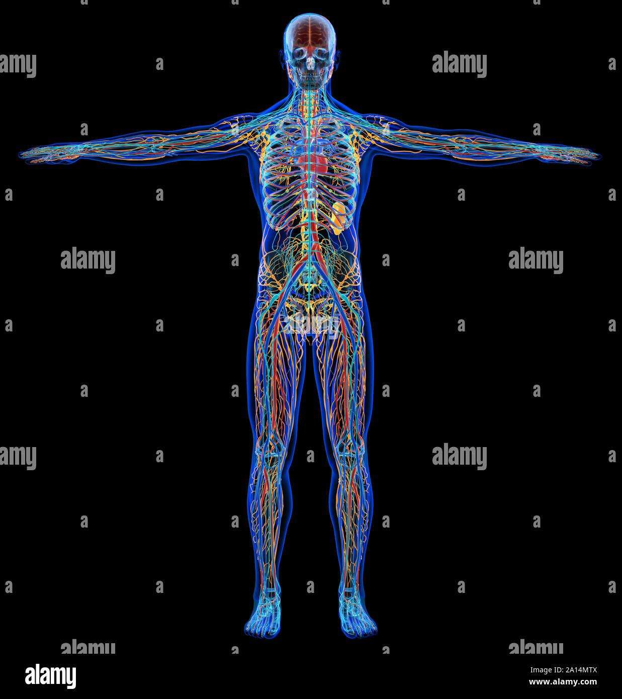 X-ray Effekt der männlichen Herz-Kreislauf-, Nerven-, Lymph- und skelettartigen Systeme. Stockfoto