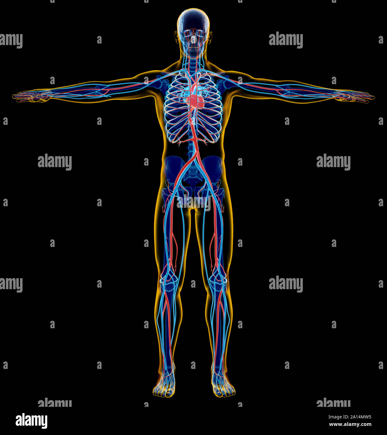 X-ray Effekt der männlichen Skelett- und Herz-Kreislauf-System. Stockfoto