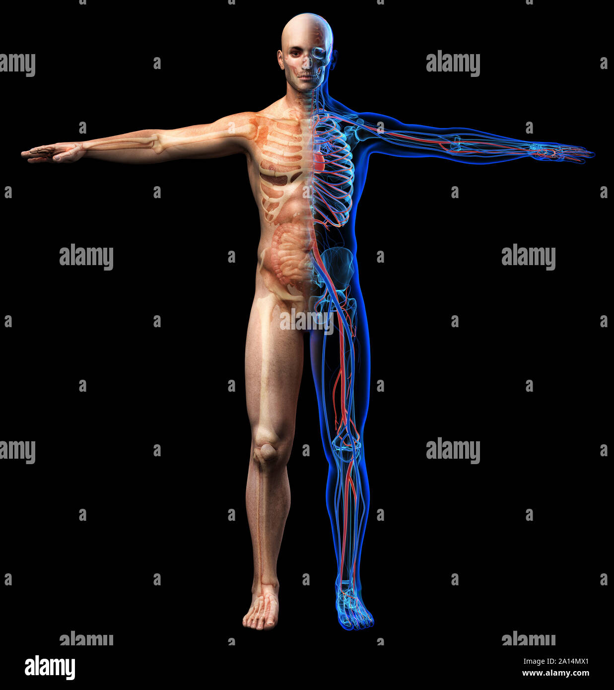 Männliche Skelett, innere Organe Diagramm und x-ray Herz-Kreislauf-System. Stockfoto