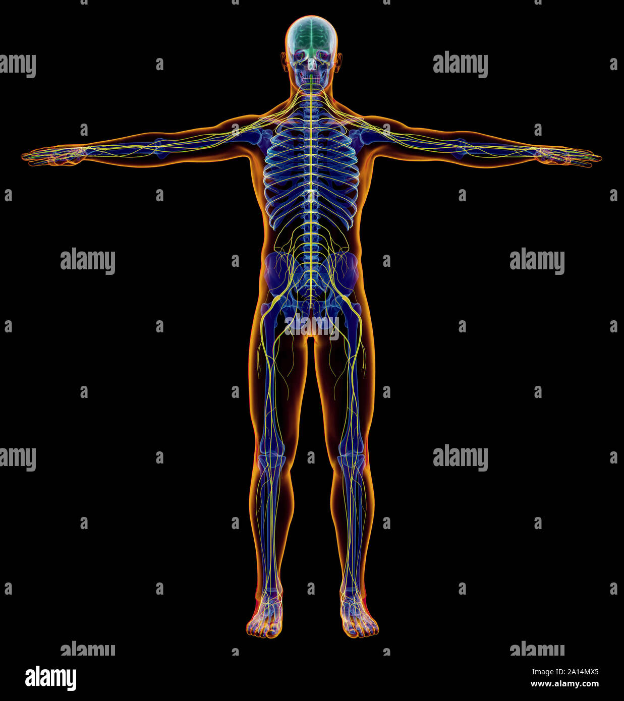 X-ray Effekt der männlichen Nervensystem. Vollständige Abbildung auf schwarzem Hintergrund. Stockfoto