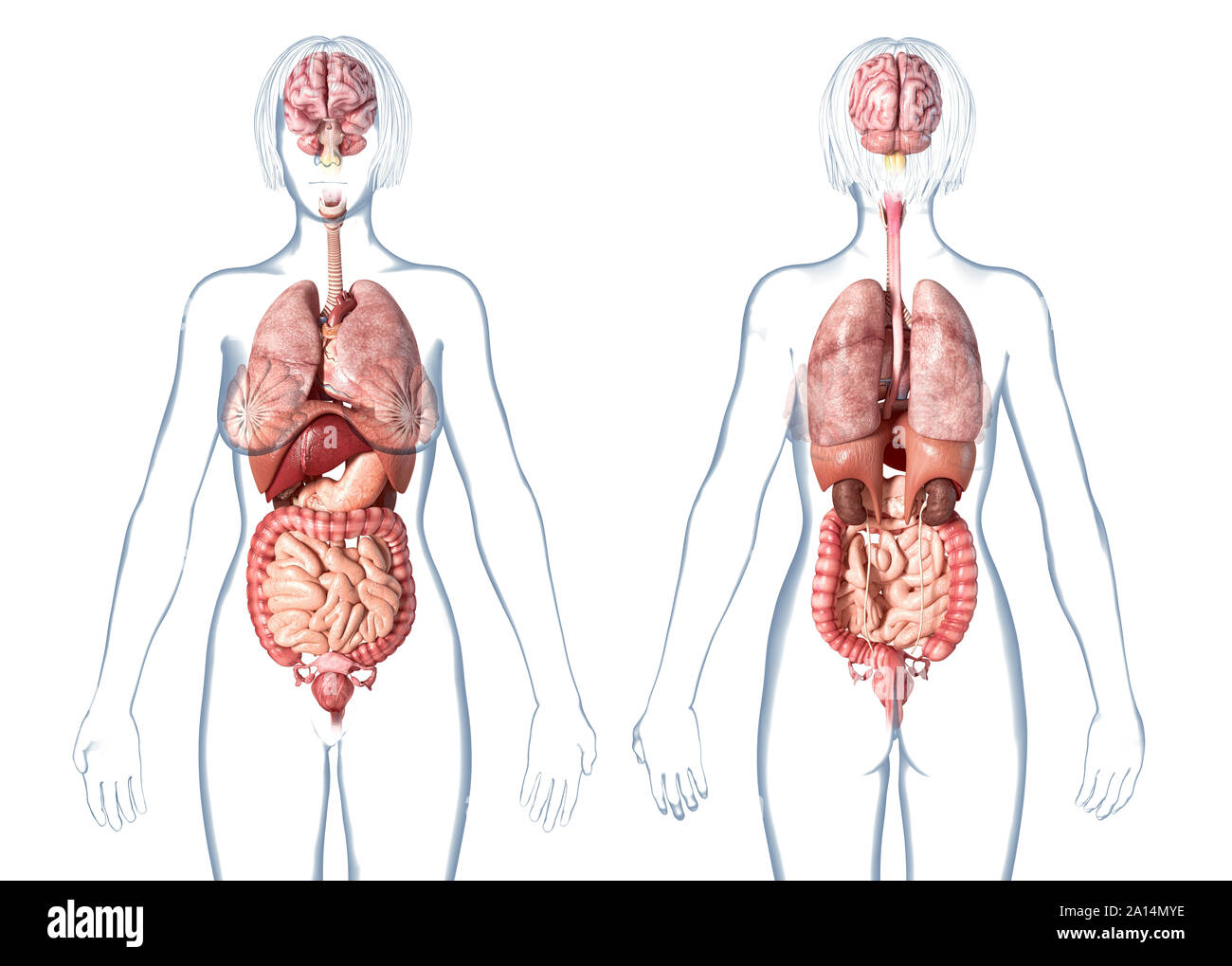 Weibliche Anatomie der inneren Organe, hinten und vorne, auf weißem Hintergrund. Stockfoto