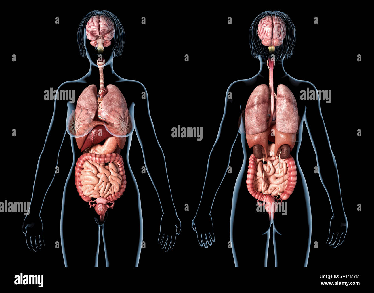 Weibliche Anatomie der inneren Organe, hinten und vorne, auf schwarzem Hintergrund. Stockfoto