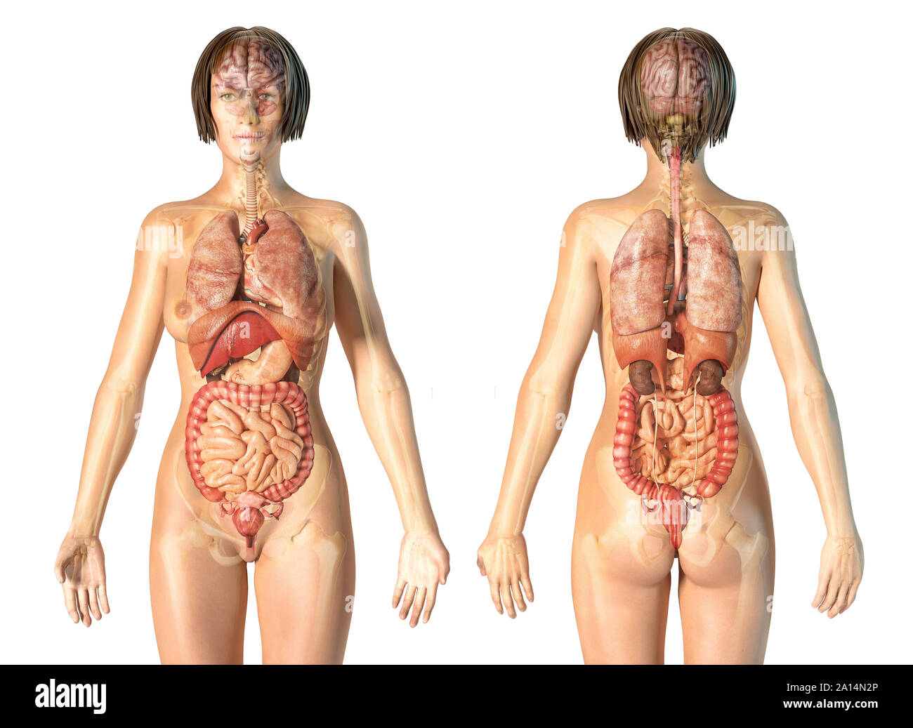 Weibliche Anatomie der inneren Organe mit Skelett, hinten und vorne. Stockfoto