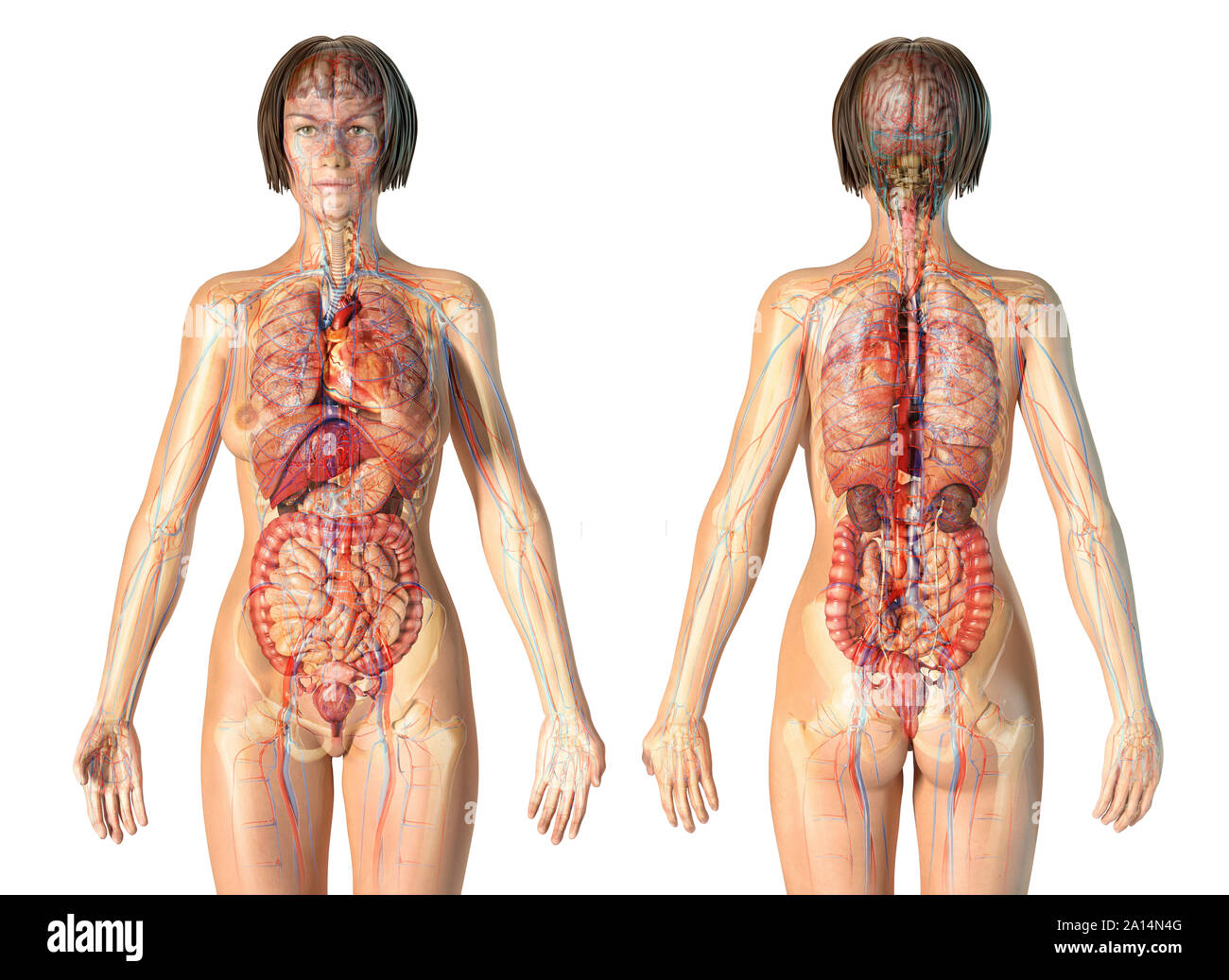 Ghost Wirkung der weiblichen Anatomie des Herz-Kreislauf-Systems mit Skelett und die inneren Organe. Stockfoto