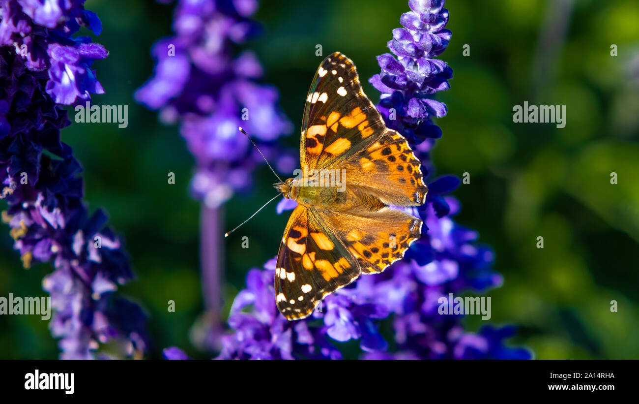 Der Distelfalter (Vanessa cardui) Schmetterling vorbereiten für den Rückgang der Migration in der englischen Gärten der Assiniboine Park, Winnipeg, Manitoba, Kanada. Stockfoto