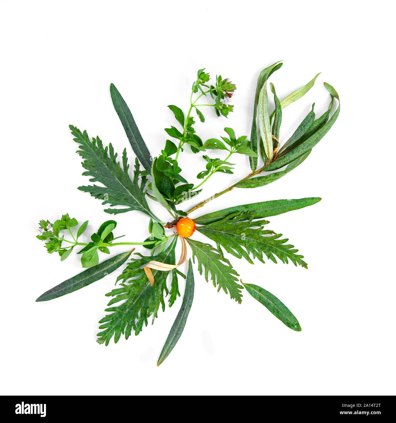 Tee Kräuter noch leben Flatlay auf weißem Hintergrund Stockfoto