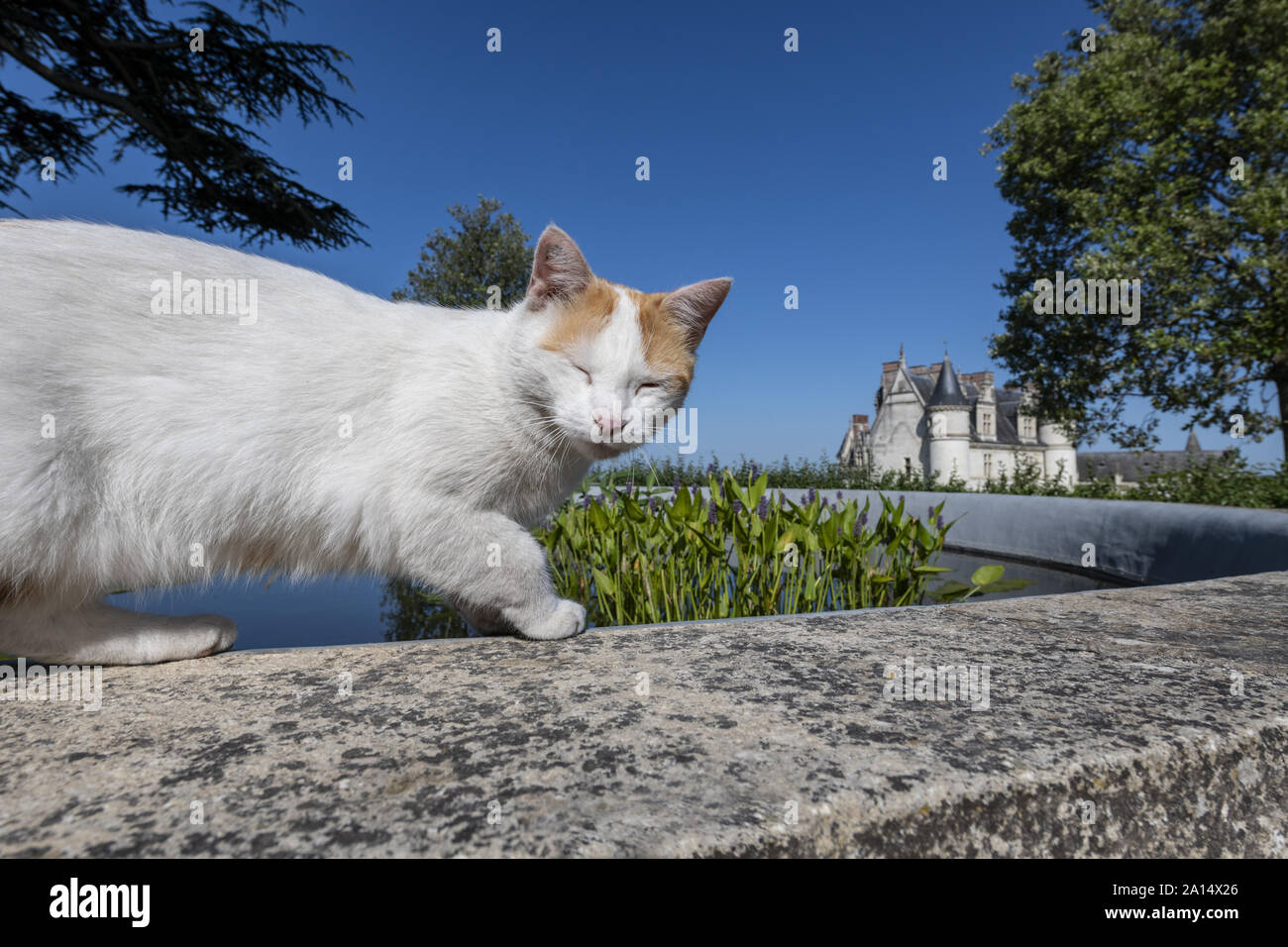 Frankreich Die Königliche Residenz von Amboise: 2018, ein historisches Denkmal im Tal der Loire und Ruhestätte des Künstlers Leonard de Vinci und ist jetzt ein Stockfoto