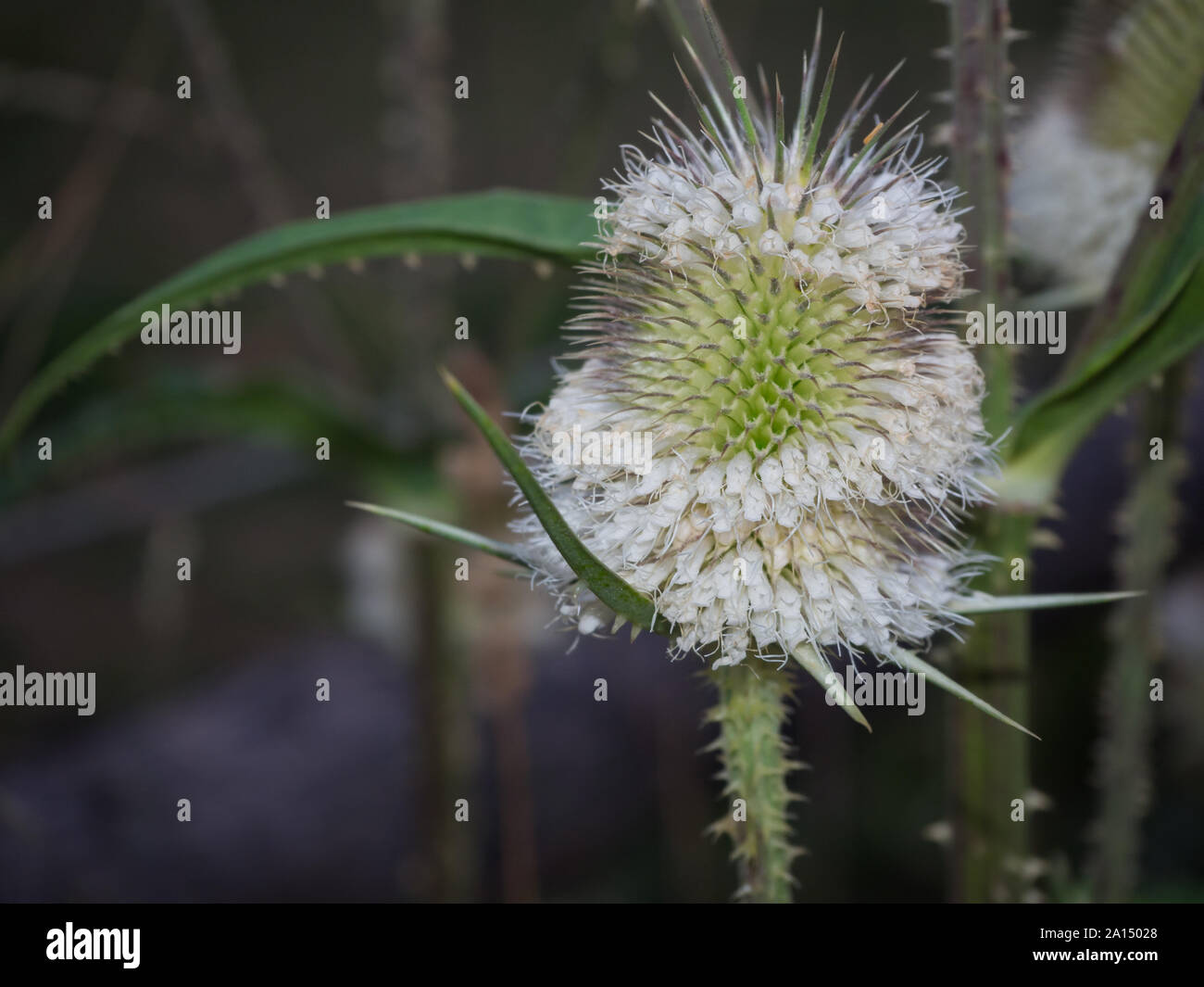 Wilddistel weiß Nahaufnahme Stockfoto