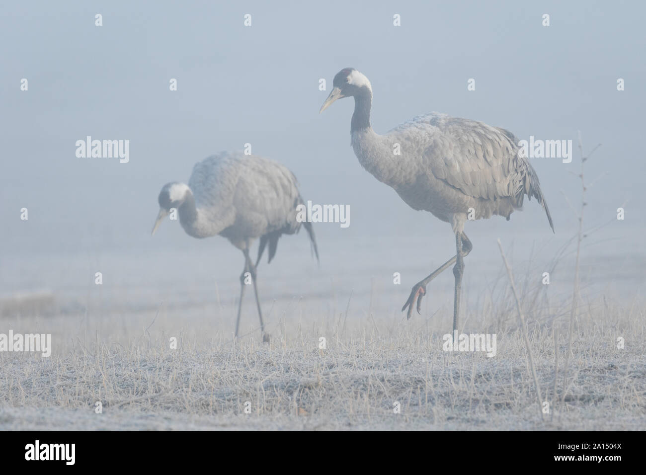 Kranich (Grus Grus), Gallocanta, Aragon, Spanien Stockfoto