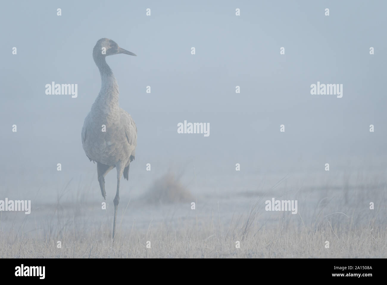 Kranich (Grus Grus), Gallocanta, Aragon, Spanien Stockfoto