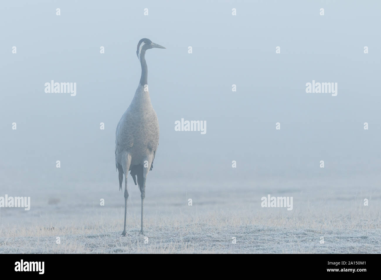 Kranich (Grus Grus), Gallocanta, Aragon, Spanien Stockfoto