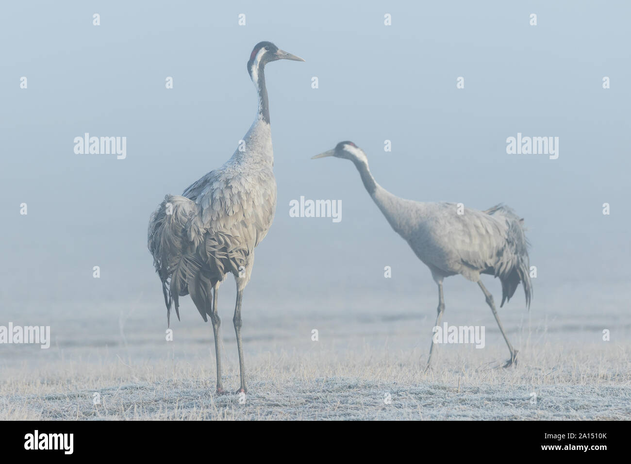 Kranich (Grus Grus), Gallocanta, Aragon, Spanien Stockfoto
