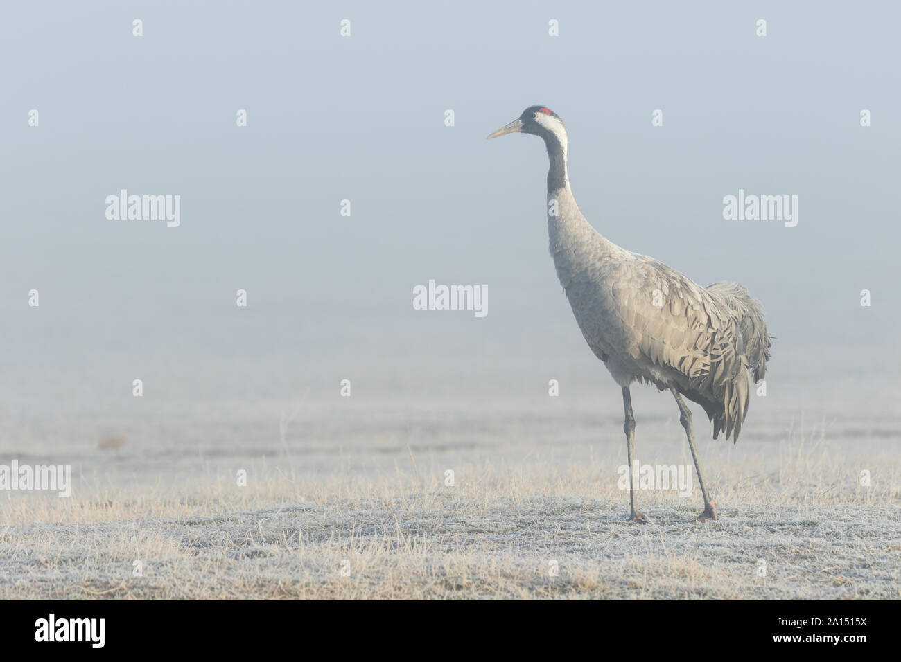 Kranich (Grus Grus), Gallocanta, Aragon, Spanien Stockfoto