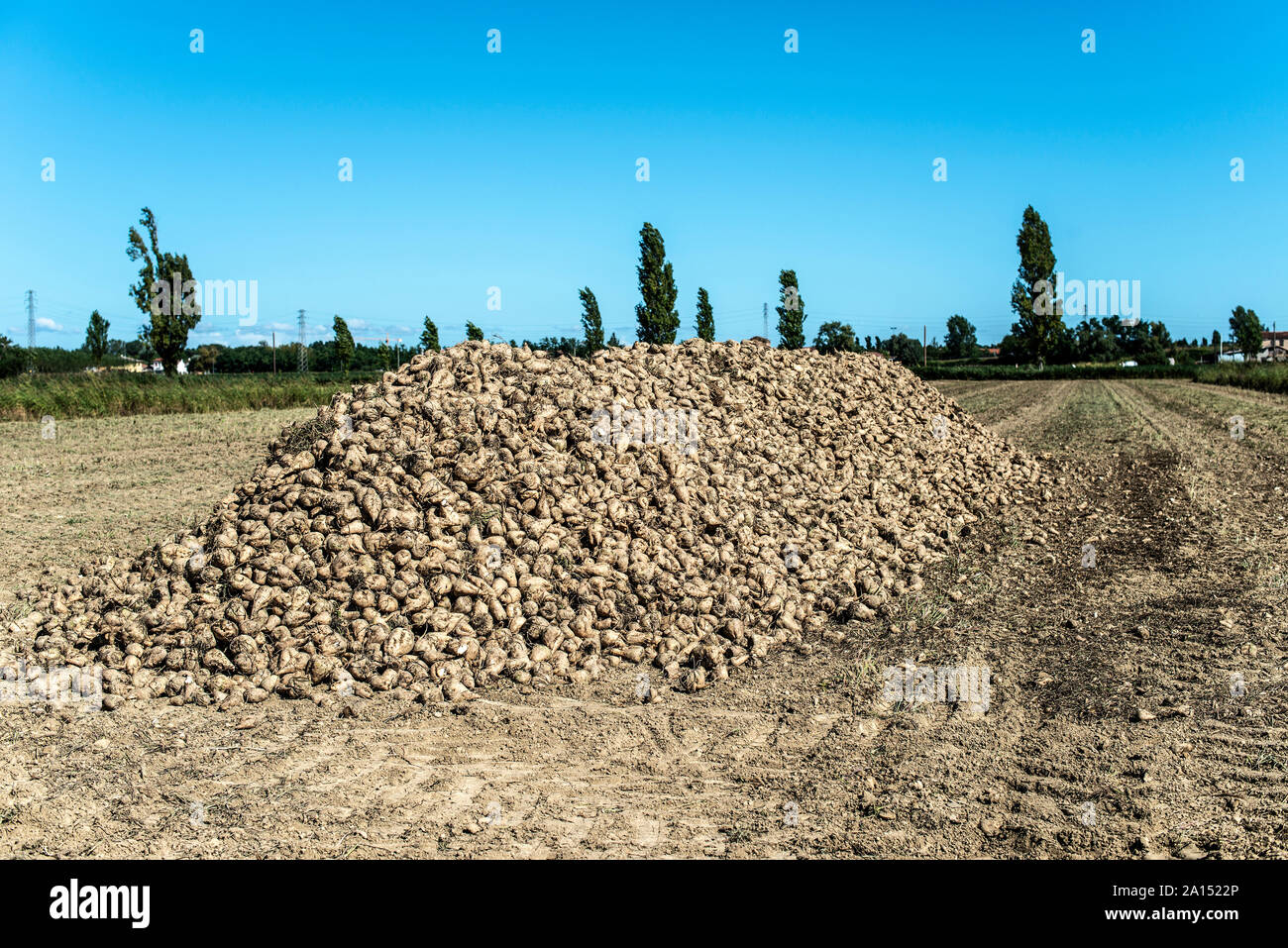 Heap Zuckerrüben in Hof. Ernte Zuckerrüben in der Plantage. Stockfoto