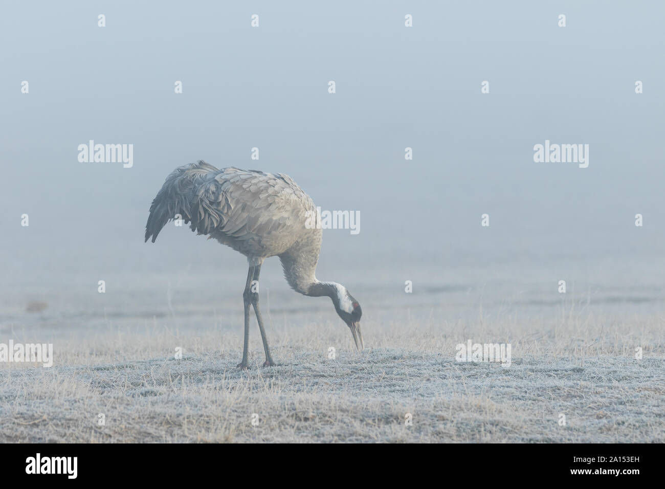 Kranich (Grus Grus), Gallocanta, Aragon, Spanien Stockfoto