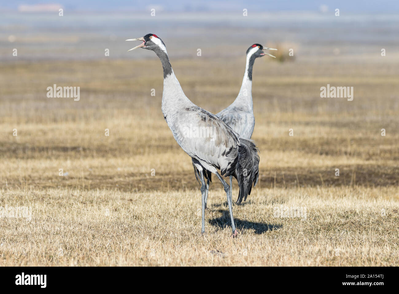 Kranich (Grus Grus), Gallocanta, Aragon, Spanien Stockfoto