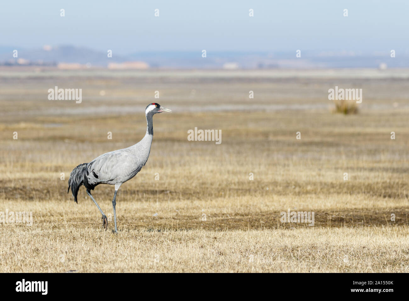 Kranich (Grus Grus), Gallocanta, Aragon, Spanien Stockfoto