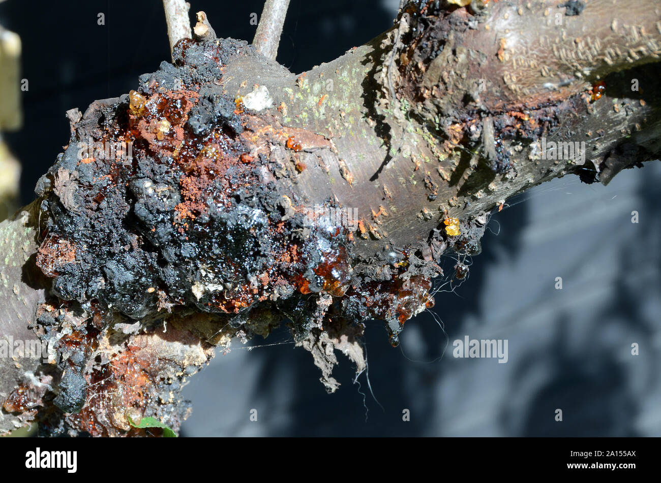 Sollten Closeup auf einen Pilz infiziert schlechte Stelle auf einem Obstbaum, diese infizierten Bereich entfernt werden verbreiten zu vermeiden. Stockfoto