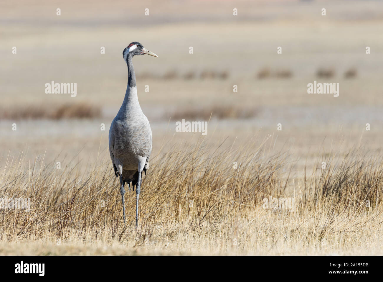 Kranich (Grus Grus), Gallocanta, Aragon, Spanien Stockfoto