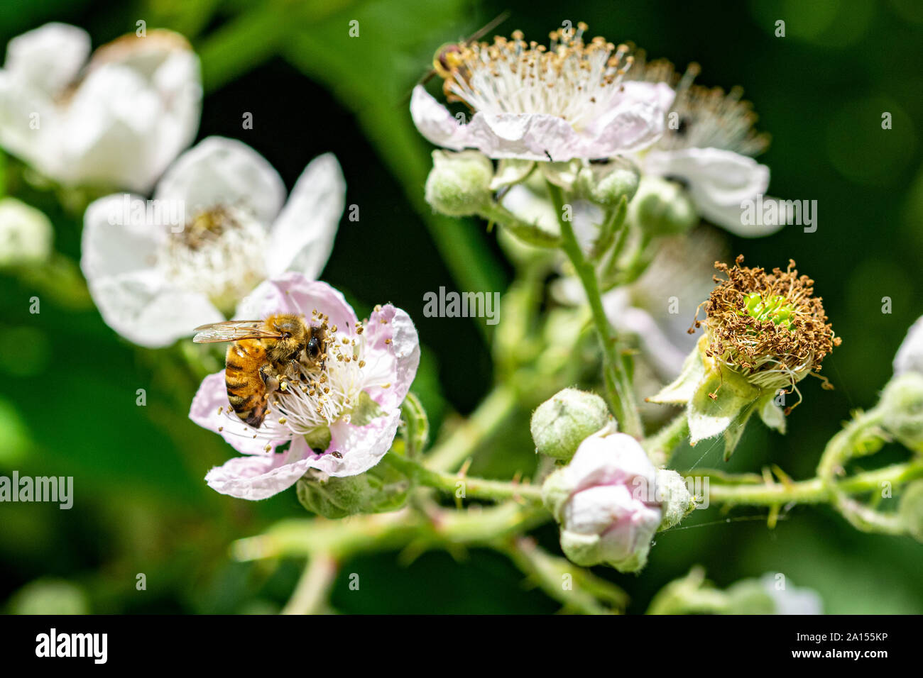 Biene sammelt Nektar, Pollen von dornbusch Black Flower Stockfoto