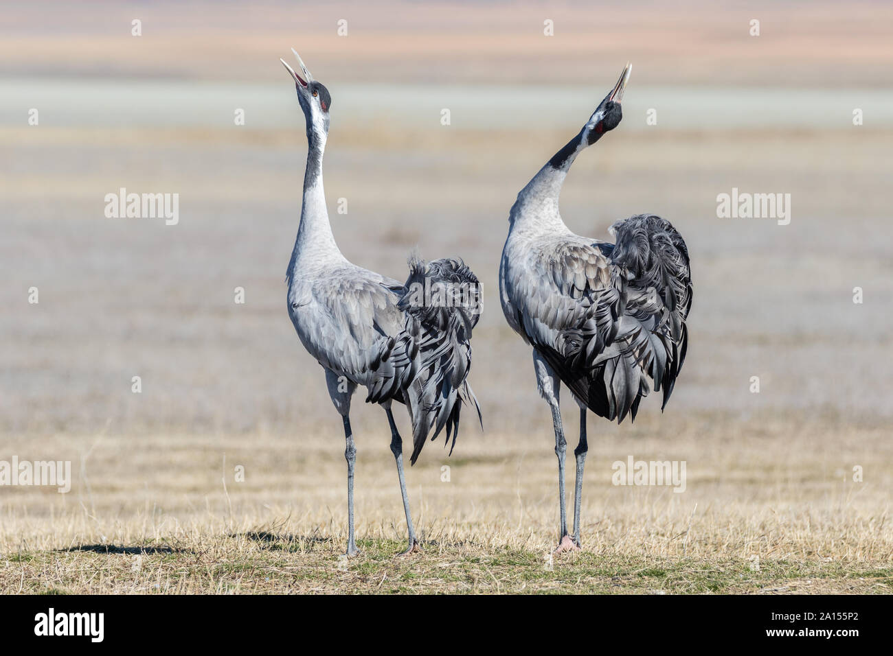 Kranich (Grus Grus), Gallocanta, Aragon, Spanien Stockfoto