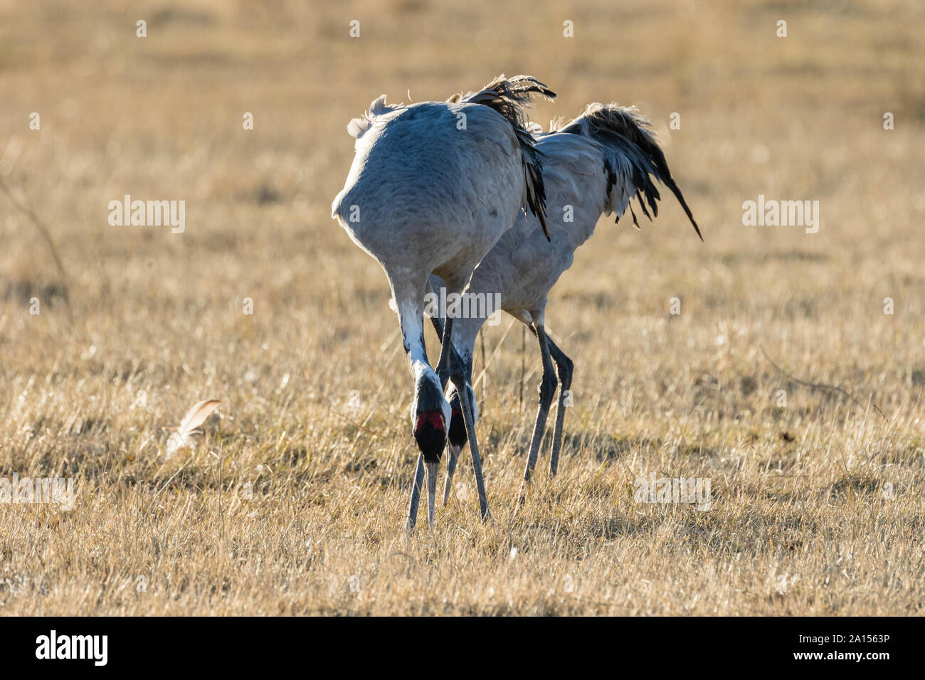 Kranich (Grus Grus), Gallocanta, Aragon, Spanien Stockfoto