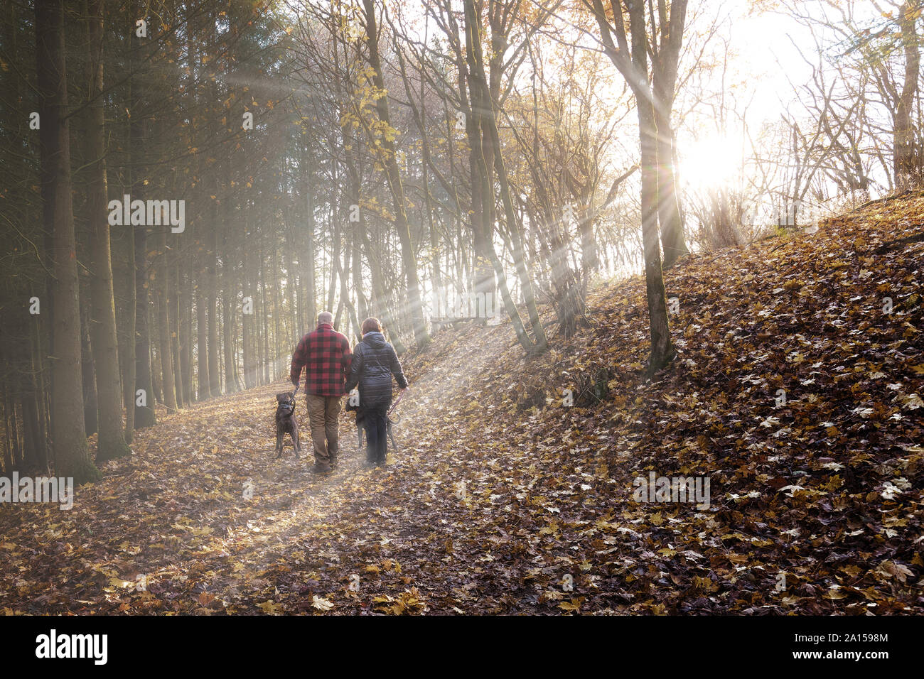 Herbst Spaziergang im Nebel Stockfoto