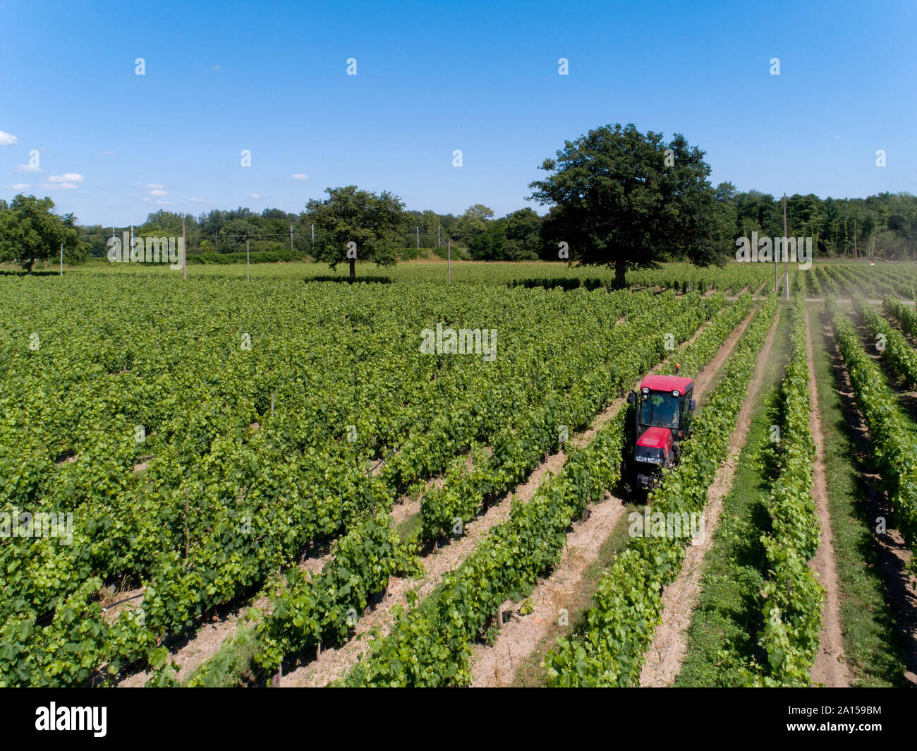 Saint-Medard-d'Eyrans (Südwesten Frankreichs). Anbau und die Behandlung von Bordeaux Reben (Südwesten Frankreichs). Luftaufnahme von einem roten Traktor auf eine pl Stockfoto