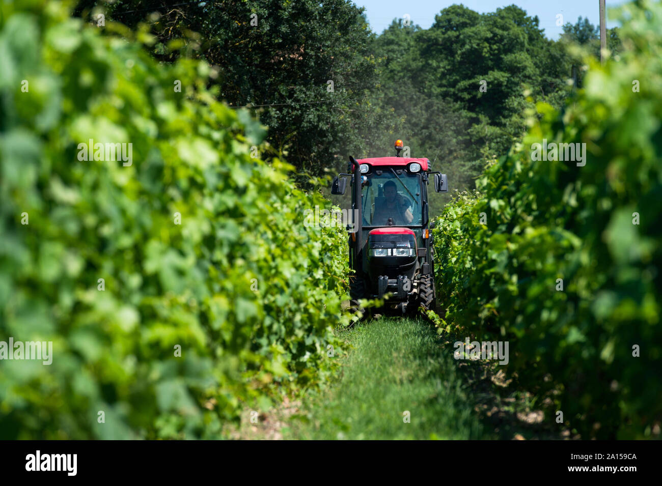 Saint-Medard-d'Eyrans (Südwesten Frankreichs). Anbau und die Behandlung von Bordeaux Reben (Südwesten Frankreichs). Rote Traktor auf einem Grundstück des Chateaus Stockfoto