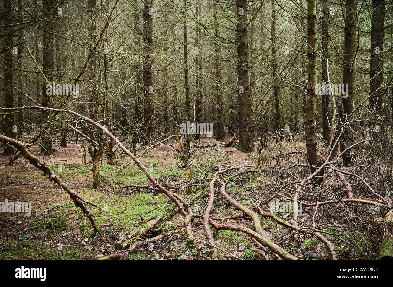 Dichten dunklen Wald zu Beginn des Herbstes. Stockfoto