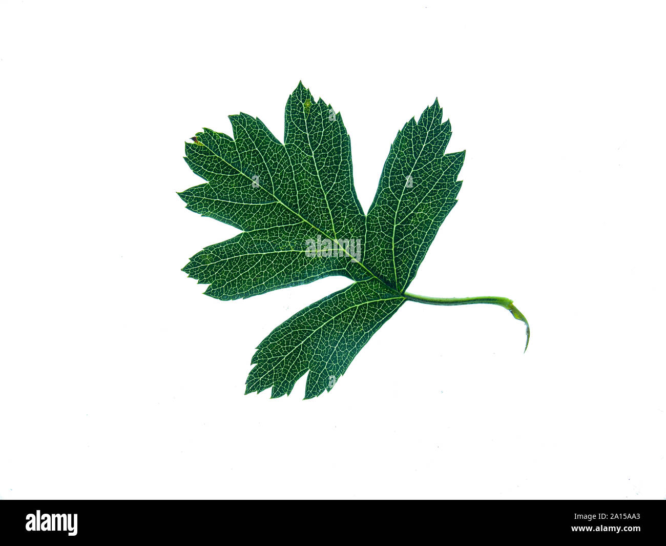 Ein einzelnes Feld maple leaf gegen einen weißen Hintergrund mit Hintergrundbeleuchtung Stockfoto