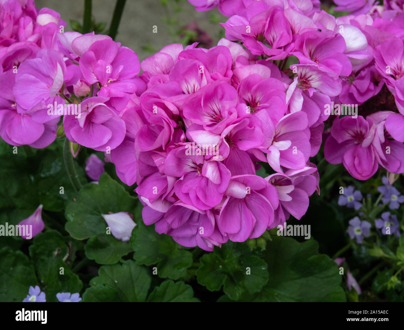 Nahaufnahme der Blumen von Geranium Survivor Indigo Sky Stockfoto