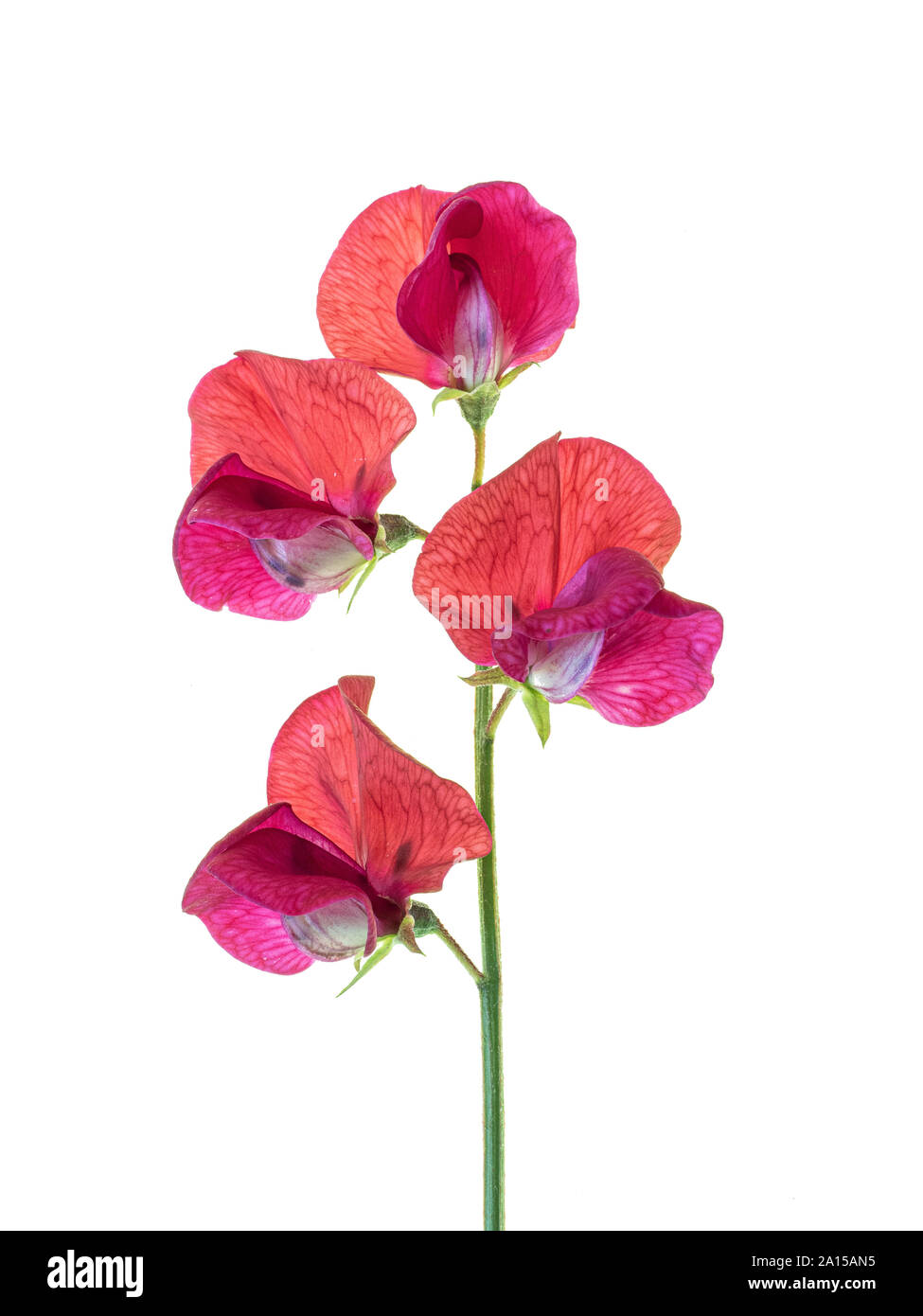 Eine Nahaufnahme von einem einzelnen Stamm der roten Sweet pea Blumen von einer reinen weißen Hintergrund Stockfoto
