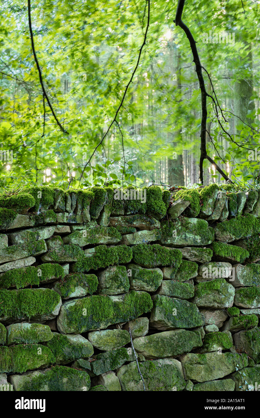 Trockenmauer in einem Wald. Stockfoto