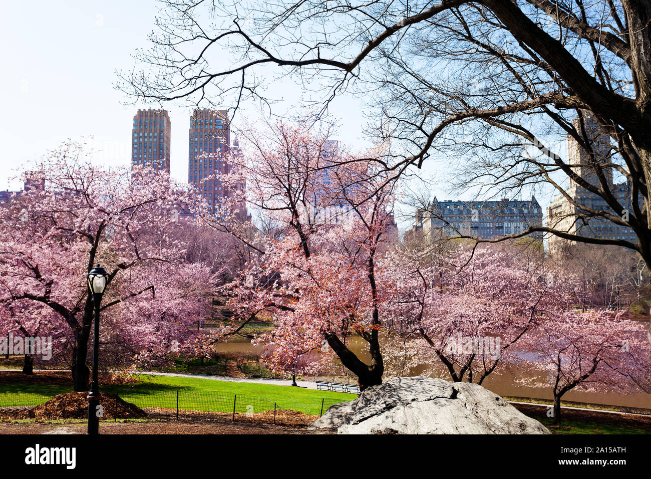 Blooming Cherry Tree Kwanzan im Central Park von New York Stockfoto