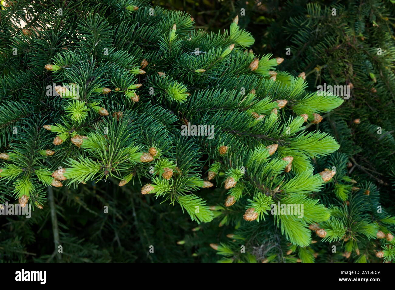 Die Kiefer Tipps von Nadelbäumen joh Plana Berg Bulgarien Stockfoto