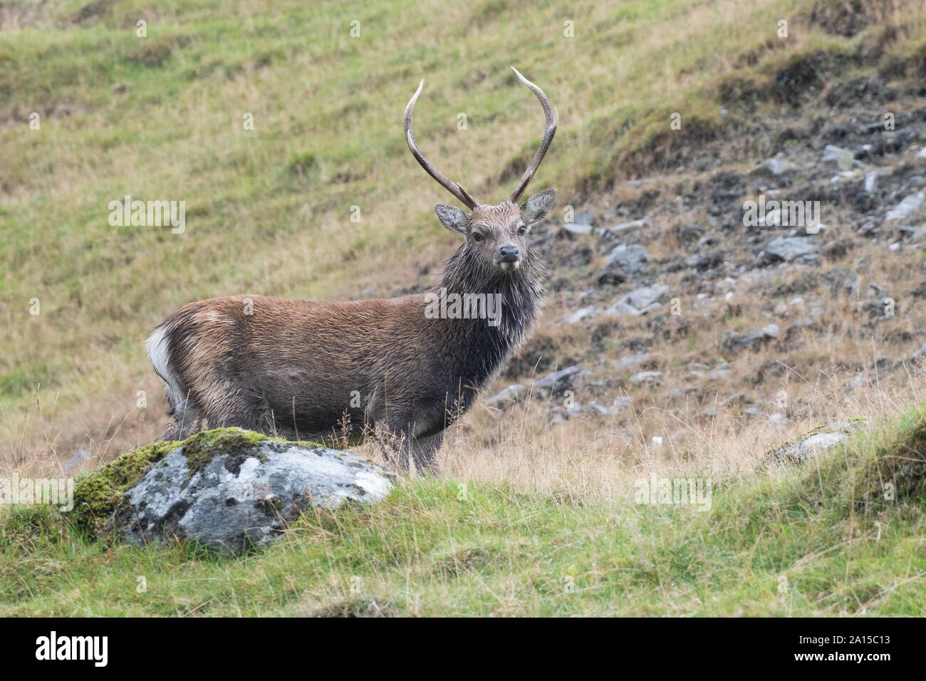 Sika Hirsch mit Geweih, kurz bevor die Furche in den Wicklow Mountains National Park bereit Stockfoto