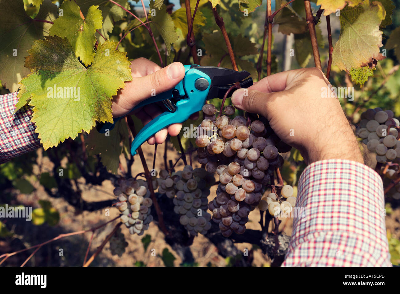 Des Menschen Hände halten Hochentaster und Trauben im Weinberg. Selektiver Fokus Stockfoto