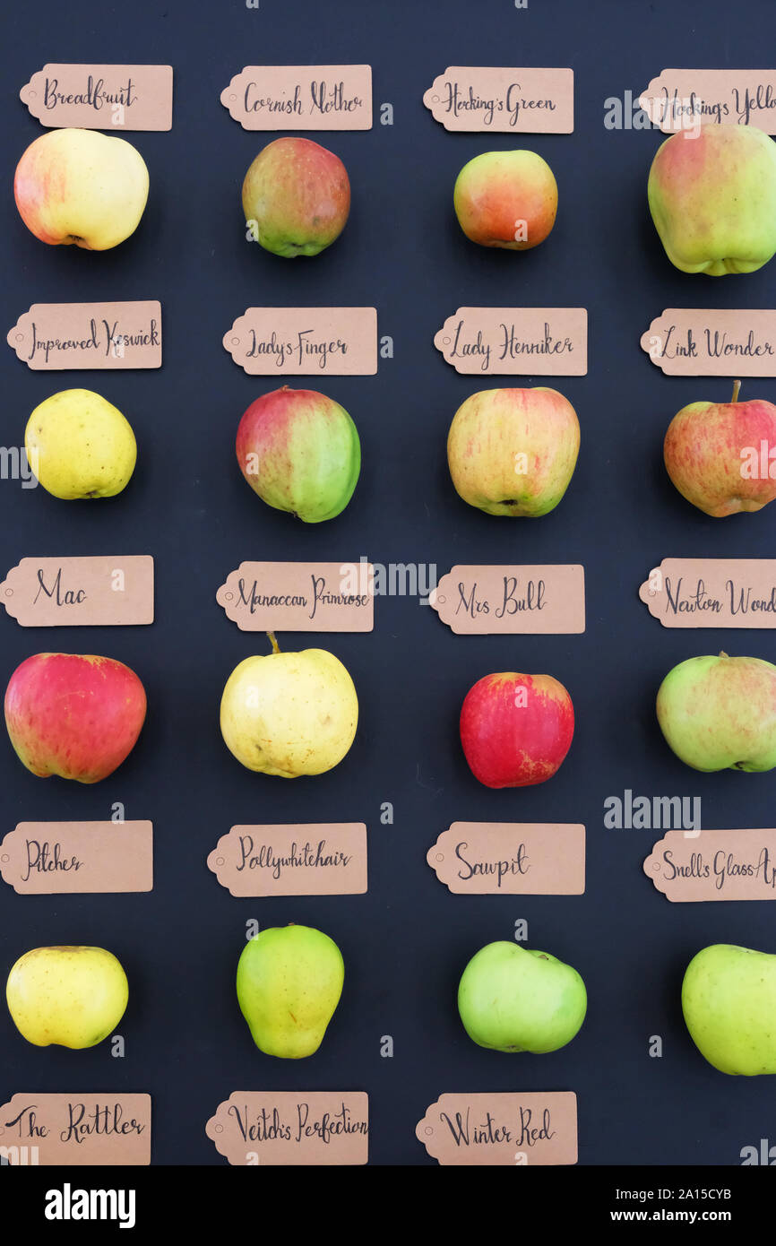Anzeige der seltenen, altmodischen englischen Äpfel - Johannes Gollop Stockfoto