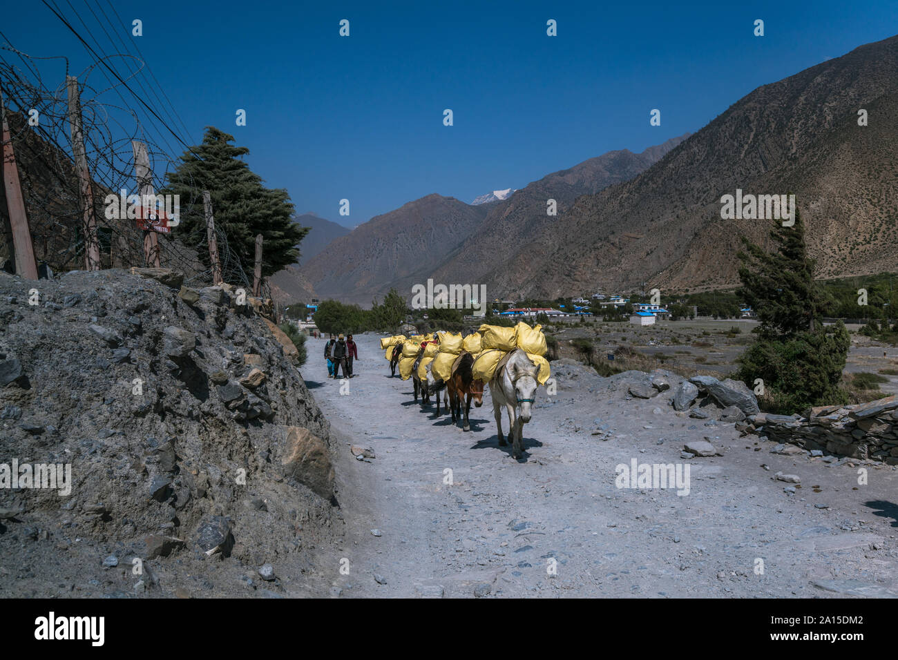 Bereitstellung von Ladungen durch Pferde. Jomsom, Mustang, Nepal Stockfoto