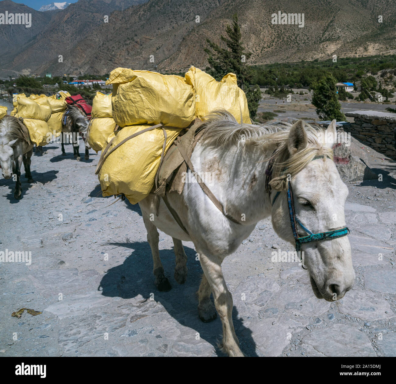 Bereitstellung von Ladungen durch Pferde. Jomsom, Mustang, Nepal Stockfoto