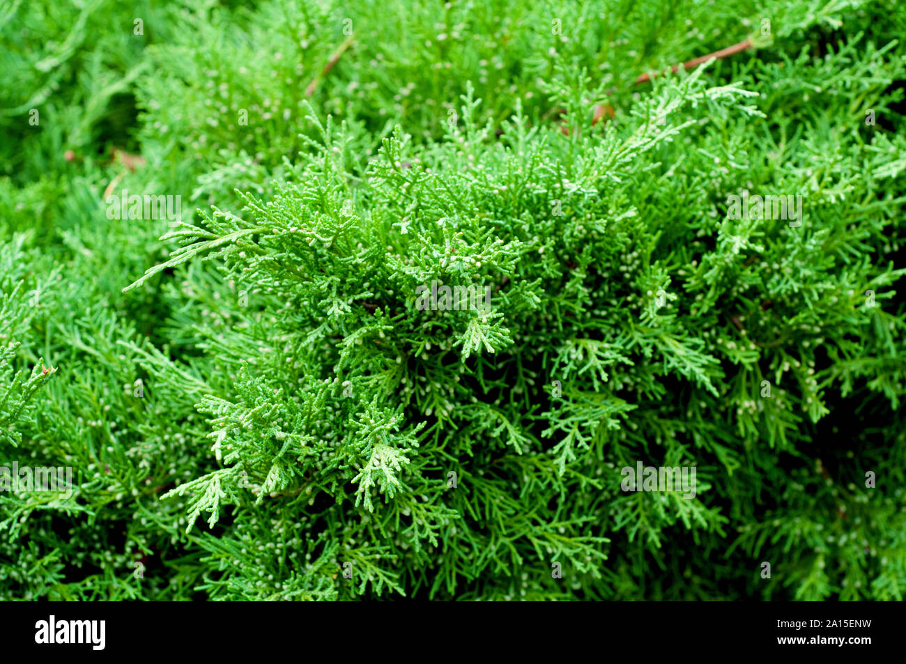 Nahaufnahme von Juniper Tree Branches. Stockfoto