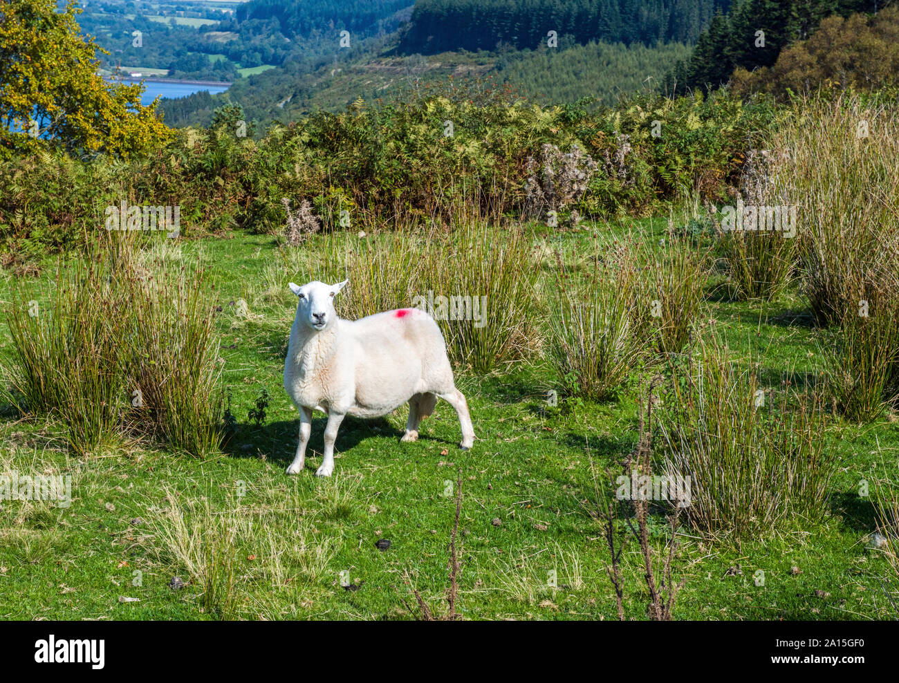Schafe über den Talybont Valley in der Zentralen Brecon Beacons erschrocken Stockfoto