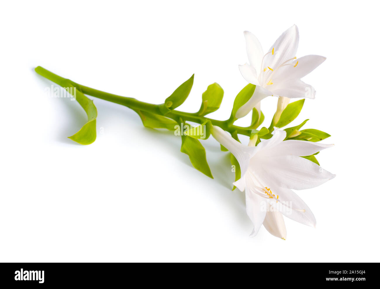 Blumen Hosta plantaginea auf weißem Hintergrund Stockfoto