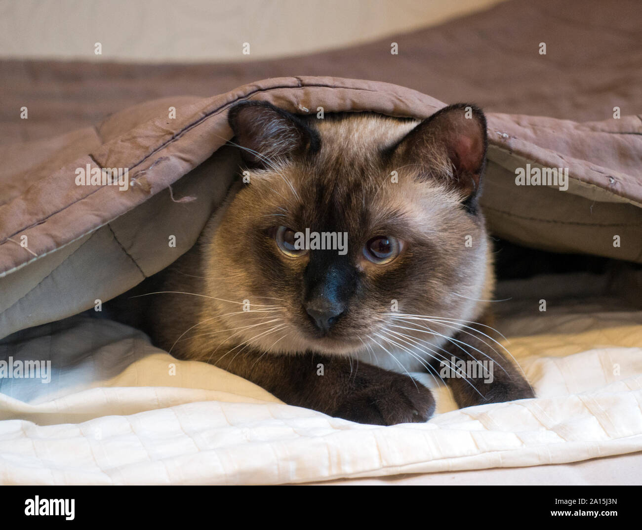 Junge Katze, Siam orientalischen Rasse bobtail Mekong, liegt auf einem Deckel Stockfoto