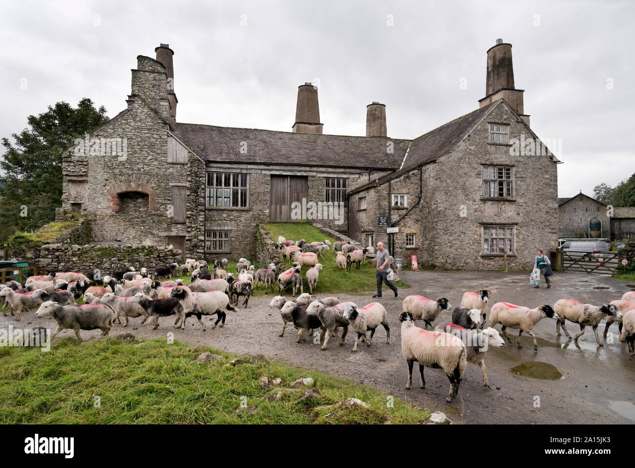 Herdwick und Swaledale Schafe vor Coniston Hall, Cumbria. Ein Grad II * denkmalgeschützte Gebäude. Stockfoto