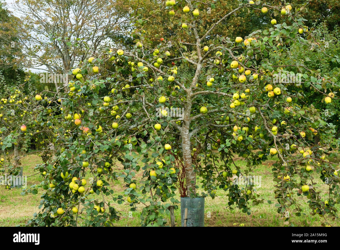 Apfelbaum voller Früchte - Johannes Gollop Stockfoto
